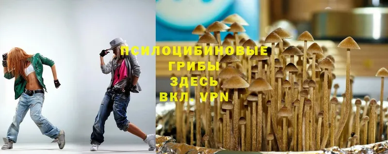 Галлюциногенные грибы Psilocybe  Дедовск 